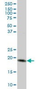 Anti-MTP18 antibody produced in mouse