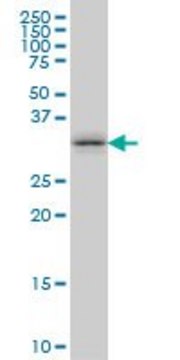 Monoclonal Anti-TSSK6, (C-terminal) antibody produced