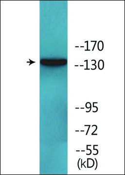 Anti-phospho-EGFR (pTyr¹??²) antibody produced in