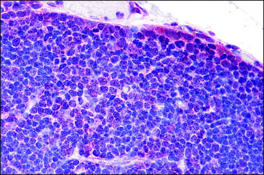 Anti-TLR8 antibody produced in rabbit