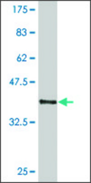 ANTI-HEYL antibody produced in mouse