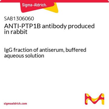 ANTI-PTP1B antibody produced in rabbit
