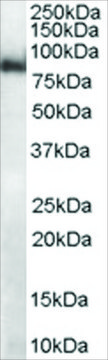 Anti-MID2/TRIM1 antibody produced in goat