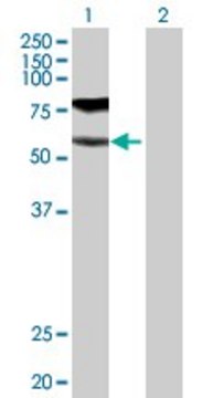 Anti-GGT1 antibody produced in rabbit
