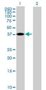 Anti-ZPBP2 antibody produced in mouse