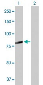 Anti-C7orf38 antibody produced in rabbit