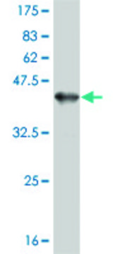 Monoclonal Anti-PRKCI, (N-terminal) antibody produced