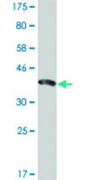 Monoclonal Anti-ENAM antibody produced in