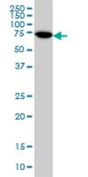 ANTI-ARAF antibody produced in mouse