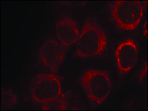 Anti-SMAD1 (Ab-465) antibody produced in