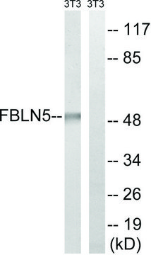 Anti-FBLN5 antibody produced in rabbit