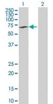 Anti-SYMPK antibody produced in rabbit
