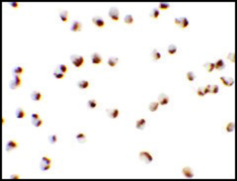 Anti-NKX2-4 antibody produced in rabbit