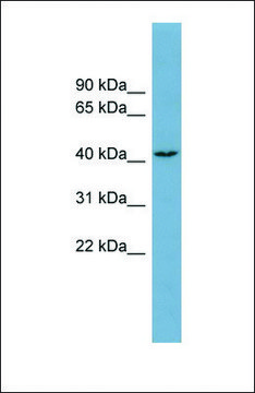 Anti-DNAJC25 antibody produced in rabbit