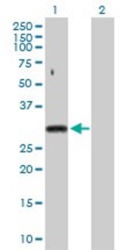 Anti-SNRPA antibody produced in rabbit