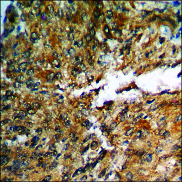 Anti-phospho-AMPK1 (pSer???) antibody produced in