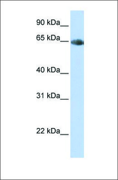 Anti-SLC6A2 antibody produced in rabbit