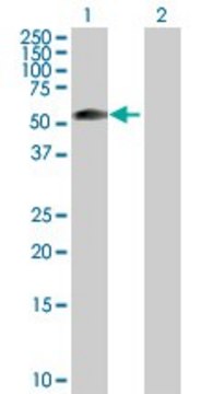 Anti-ZSCAN21 antibody produced in rabbit