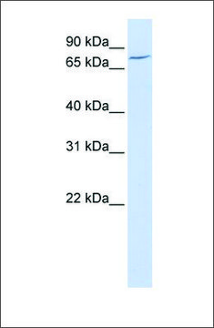Anti-LRRN3 antibody produced in rabbit
