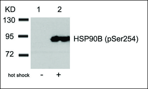 Anti-phospho-HSP90AB1 (pSer²??) antibody produced in