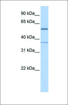 Anti-RXRA (ab4) antibody produced in