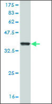 Monoclonal Anti-GZMM antibody produced in