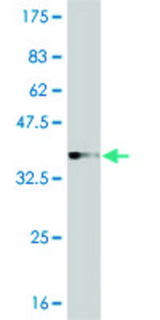 ANTI-IRAK3 antibody produced in mouse