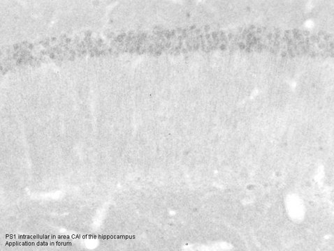Anti-PSEN1 antibody produced in rabbit