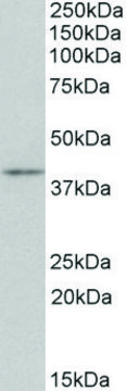 Anti-Cd28 antibody produced in goat