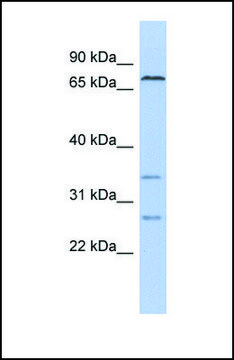 Anti-CEL antibody produced in rabbit