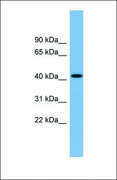 Anti-WDFY1 antibody produced in rabbit