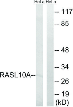 Anti-RASL10A antibody produced in rabbit
