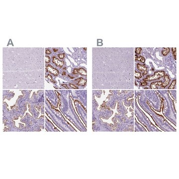 Anti-MME antibody produced in rabbit