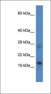 Anti-LYRM4 antibody produced in rabbit