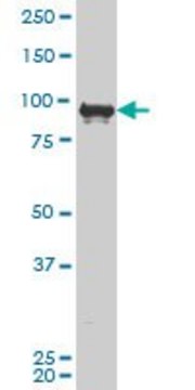 ANTI-ZNF263 antibody produced in mouse