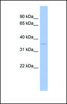 Anti-WNT5B antibody produced in rabbit