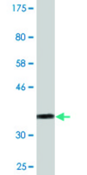 Monoclonal Anti-VAX1 antibody produced in