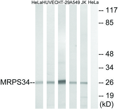 Anti-MRPS34, antibody produced in rabbit