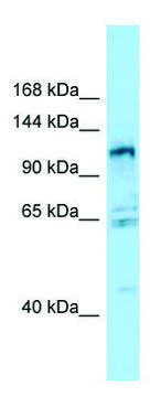 Anti-GPRC6A (N-terminal) antibody produced in