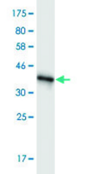 Monoclonal Anti-RNF139, (C-terminal) antibody produced