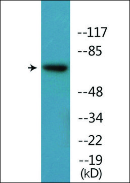 Anti-phospho-Rabphilin 3A (pSer²³?) antibody produced