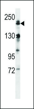 ANTI-MEKK4 (CENTER C1081) antibody produced