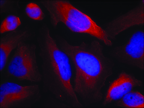 Anti-phospho-Th (pSer¹?) antibody produced in