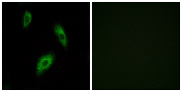 Anti-GPR174 antibody produced in rabbit