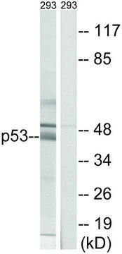 Anti-p53 antibody produced in rabbit