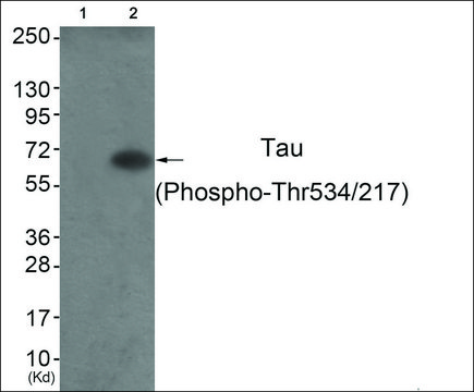 Anti-phospho-Tau (pThr534/217) antibody produced in