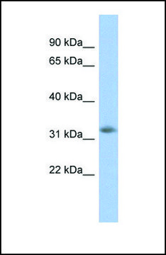 Anti-NGRN, (N-terminal) antibody produced in