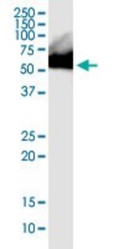 Monoclonal Anti-RNPS1 antibody produced in