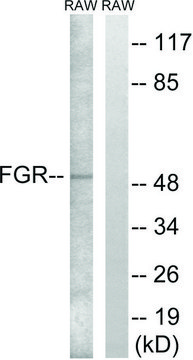 Anti-FGR antibody produced in rabbit