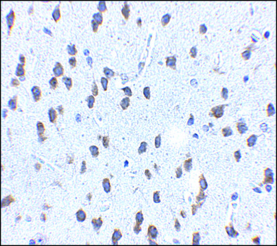 Anti-SCF antibody produced in rabbit